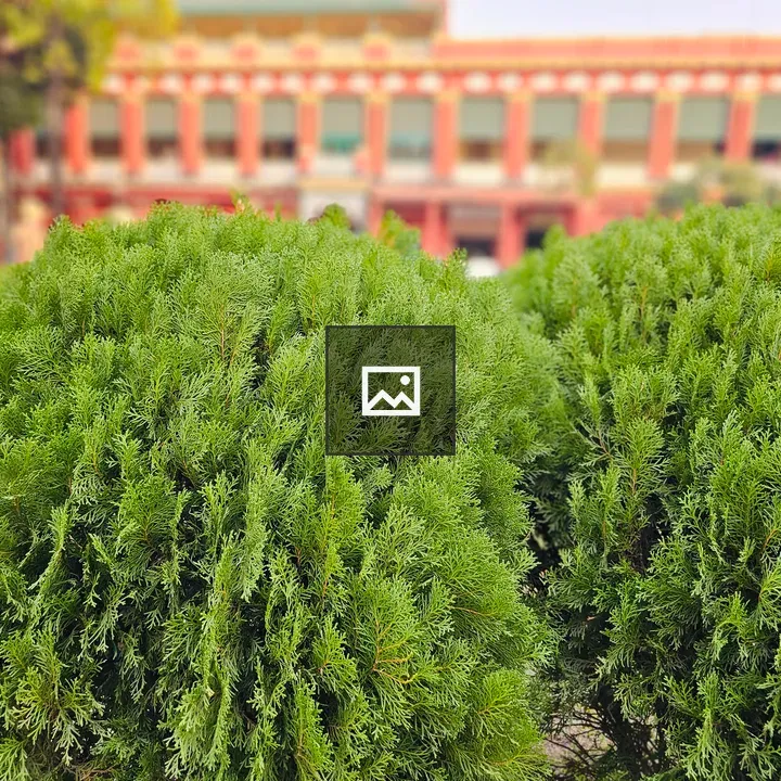 Neatly shaped green bushes