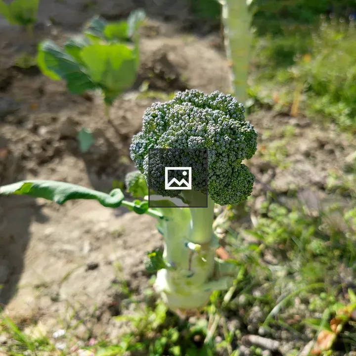 Broccoli Floret in Garden