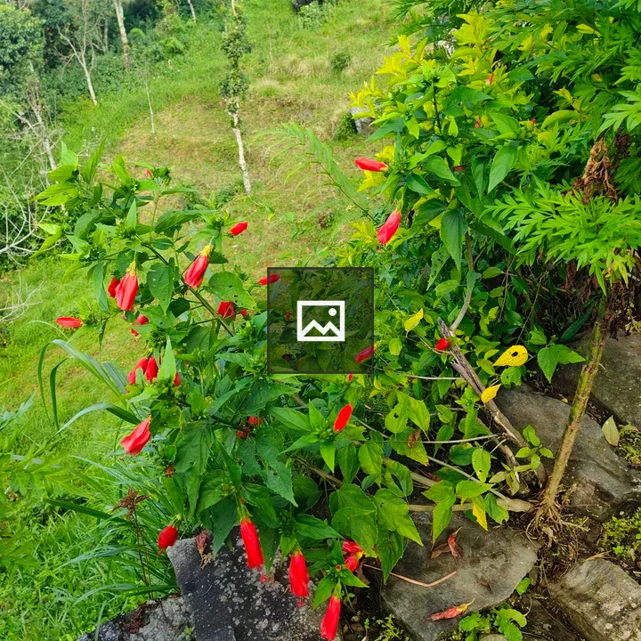 Red Flowers Among Green Foliage