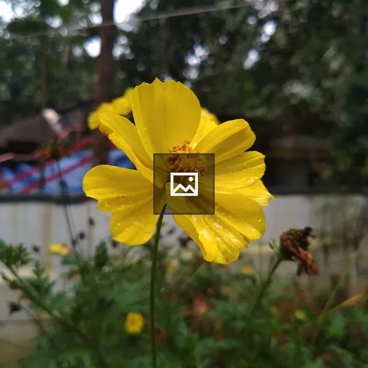 Yellow cosmos close-up