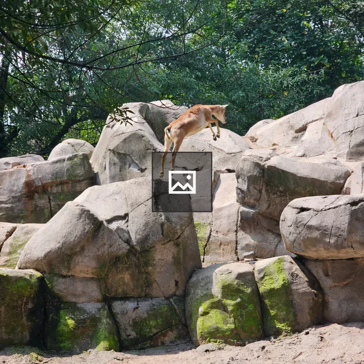 Mountain Goat Jumping Across Rocks