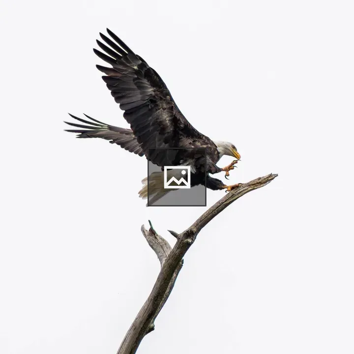 American Bald Eagle in Landing Pose