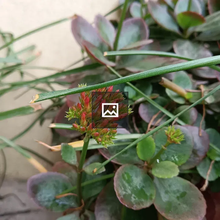 Flower Buds and Leaves