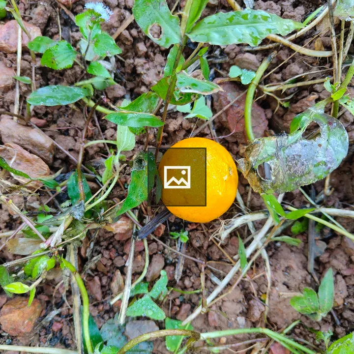 Small orange fruit on ground