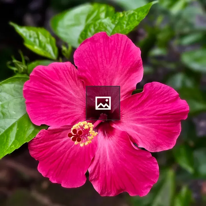 Hibiscus in Bloom