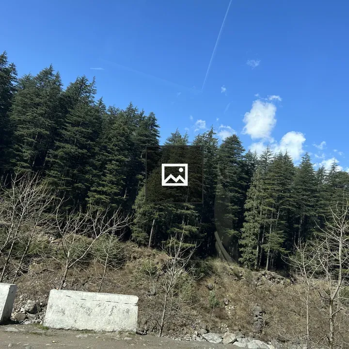 Forest hillside scene