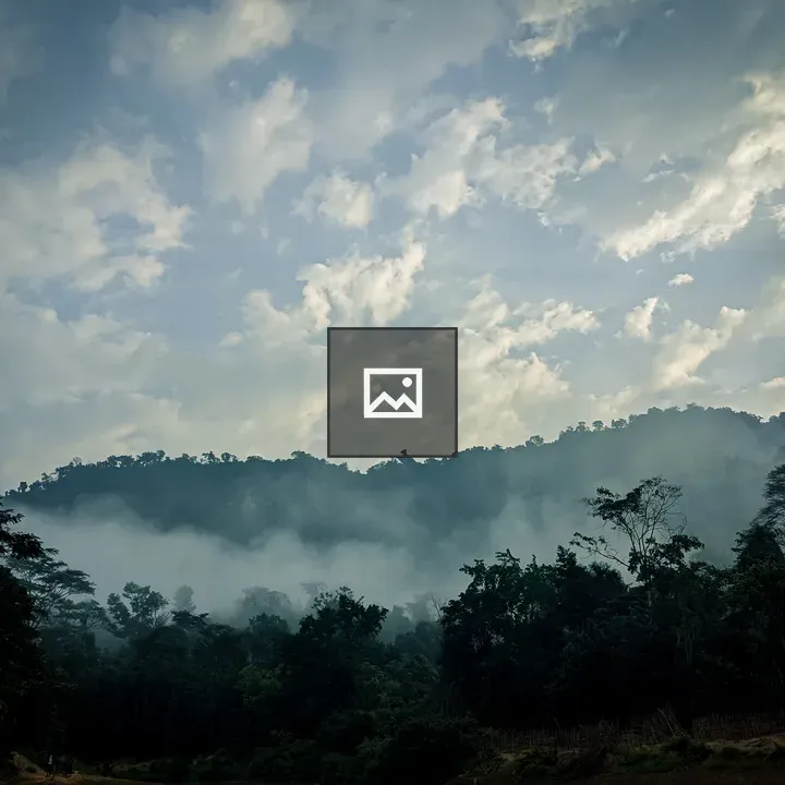 Mist forest landscape at dawn