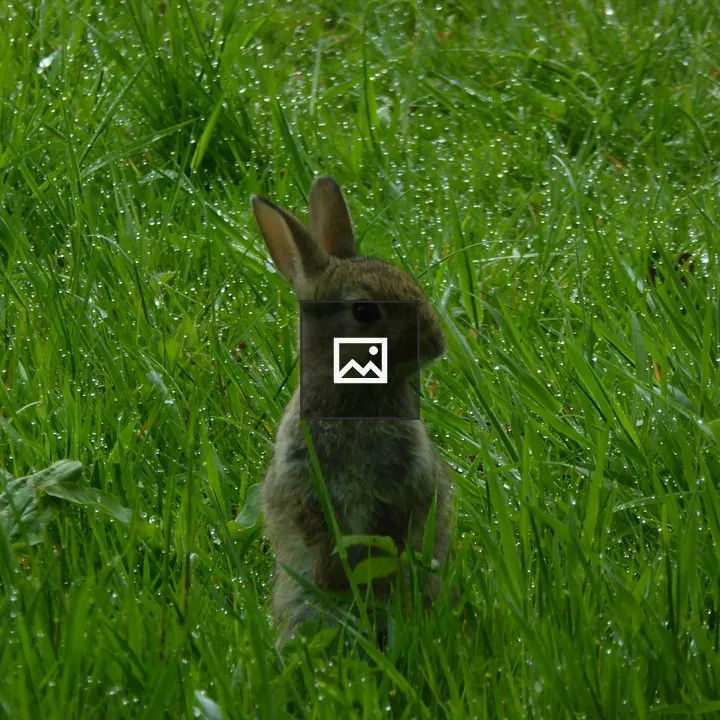 Bunny on Grass