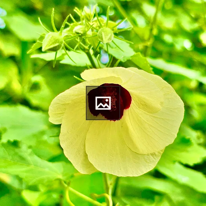 Hibiscus diversifolius flower