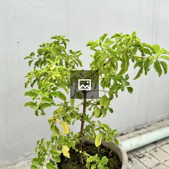 Stevia plant in gray pot