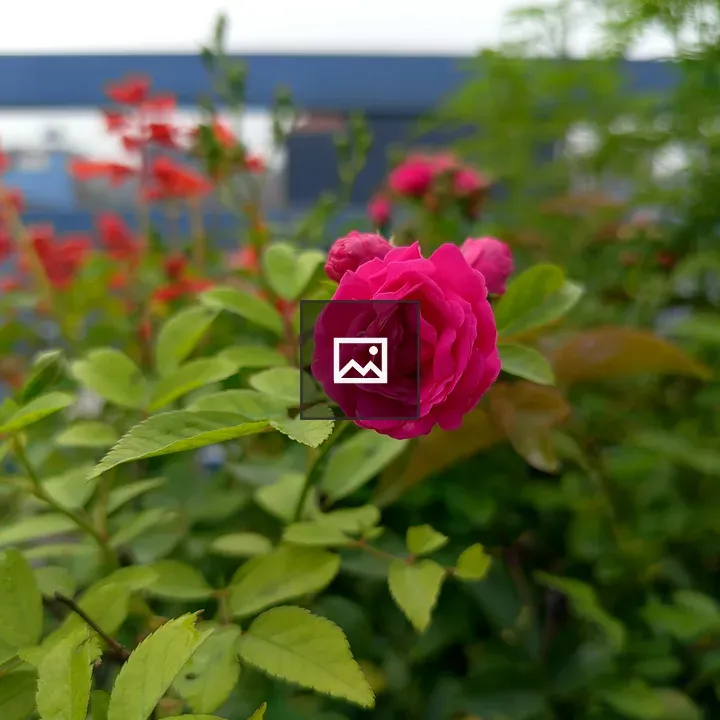 Pink Rose Bloom in Green Leaves