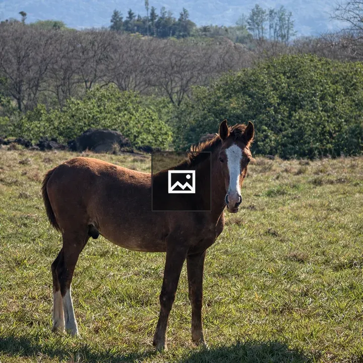 Young brown horse in field