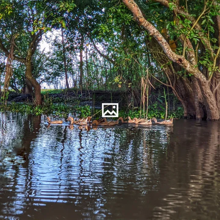 Ducks on Calm River Water