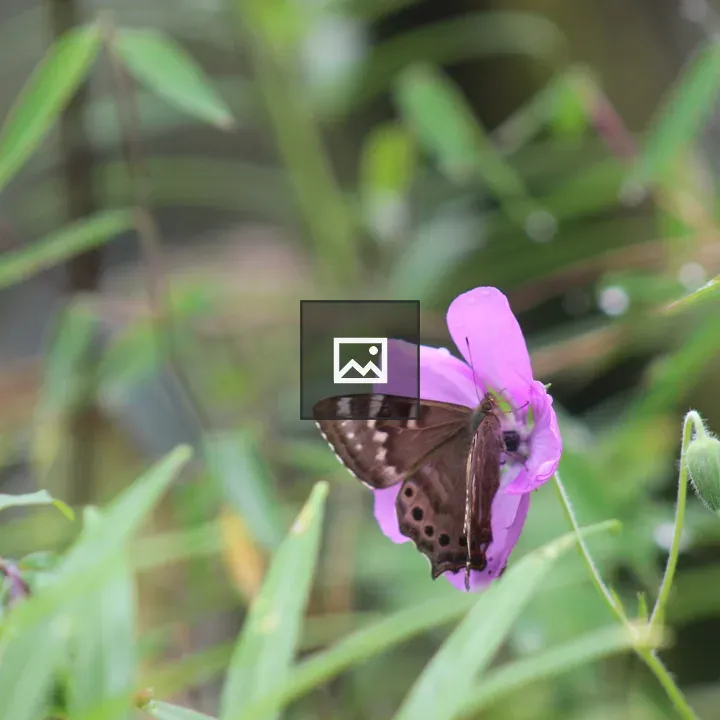 Brown butterfly on purple flower