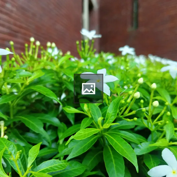 Close-up Plant with White Flowers