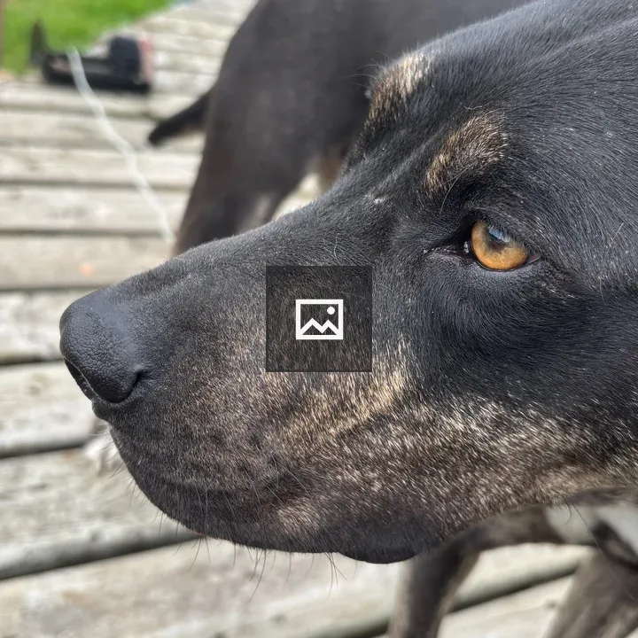 Close-up of a dog’s face