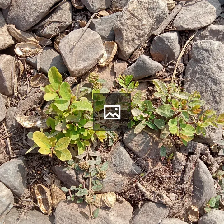 Plants Growing on Rocks