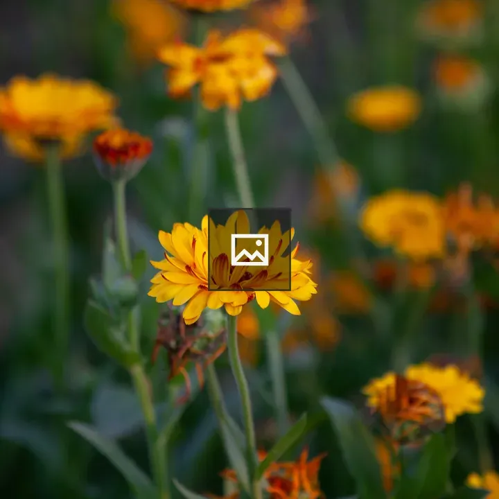 Pot Marigold