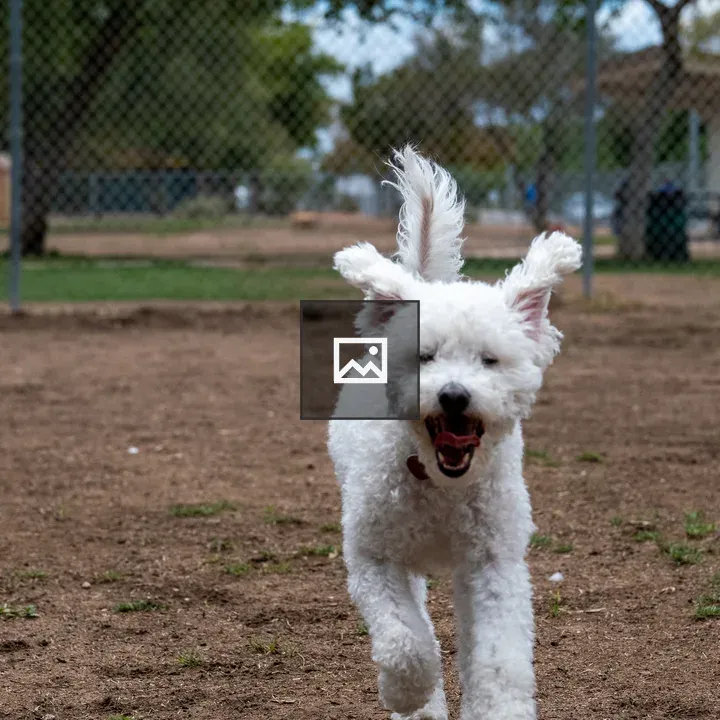 Fluffy white dog running