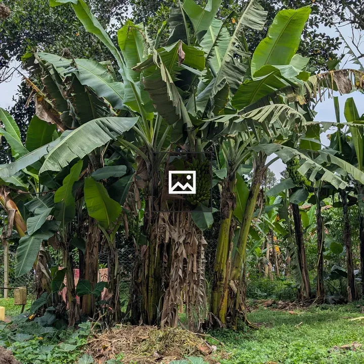 Matooke Banana Plantation