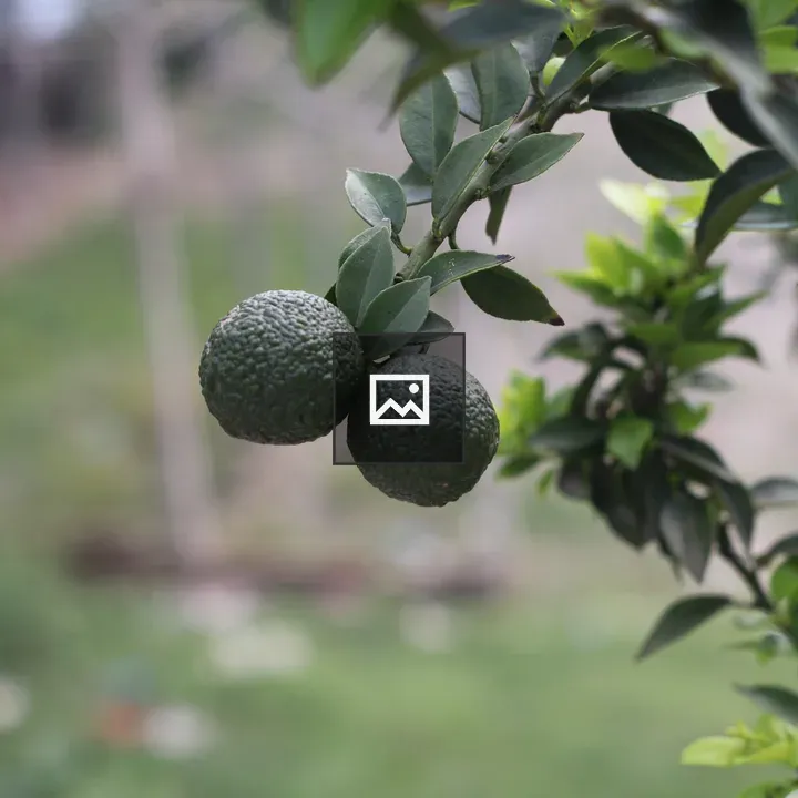 Close-up of green avocados