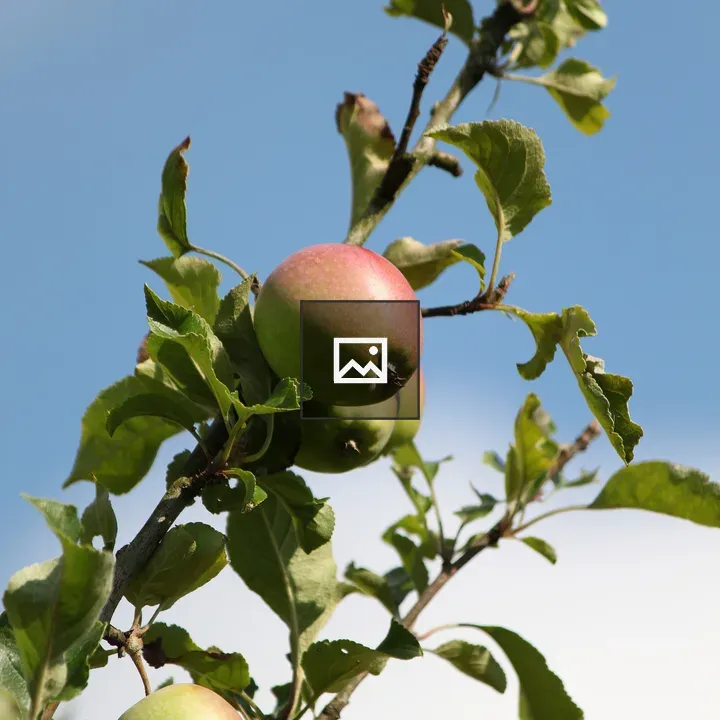 Apple branch with green fruit