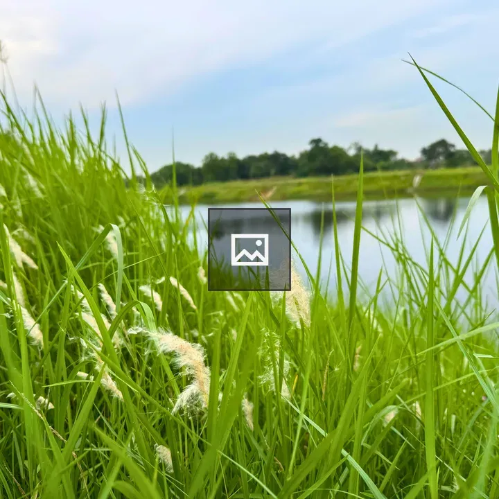 Close-up of tall green grass by a lake