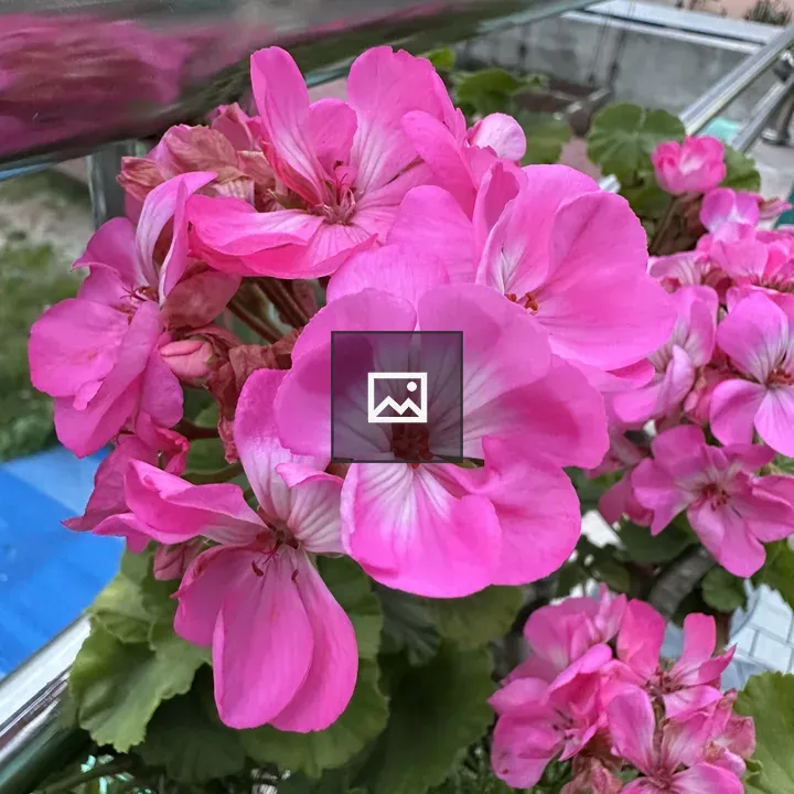 Pink flower closeup