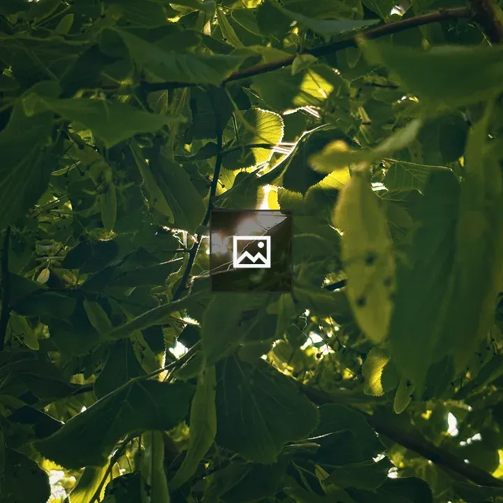 Linden tree flowers with sun