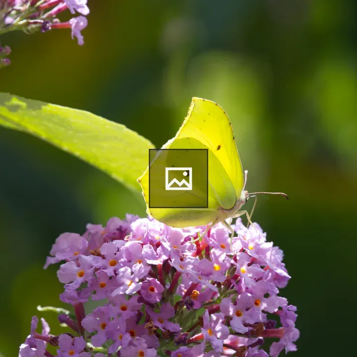 Brimstone butterfly on Buddleja