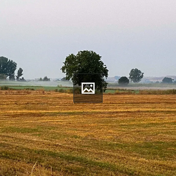 Tree in Misty Field
