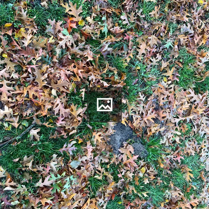 Autumn Leaves on Green Lawn
