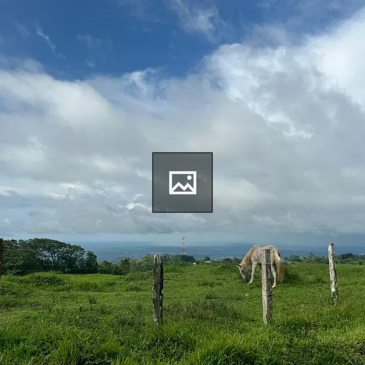 Horse in Green Pasture