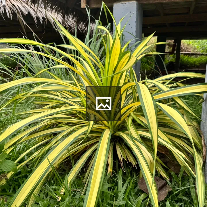 Yellow and green striped plant
