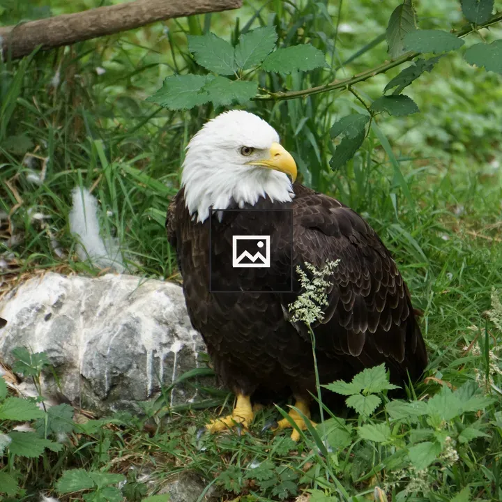 Bald eagle on the ground
