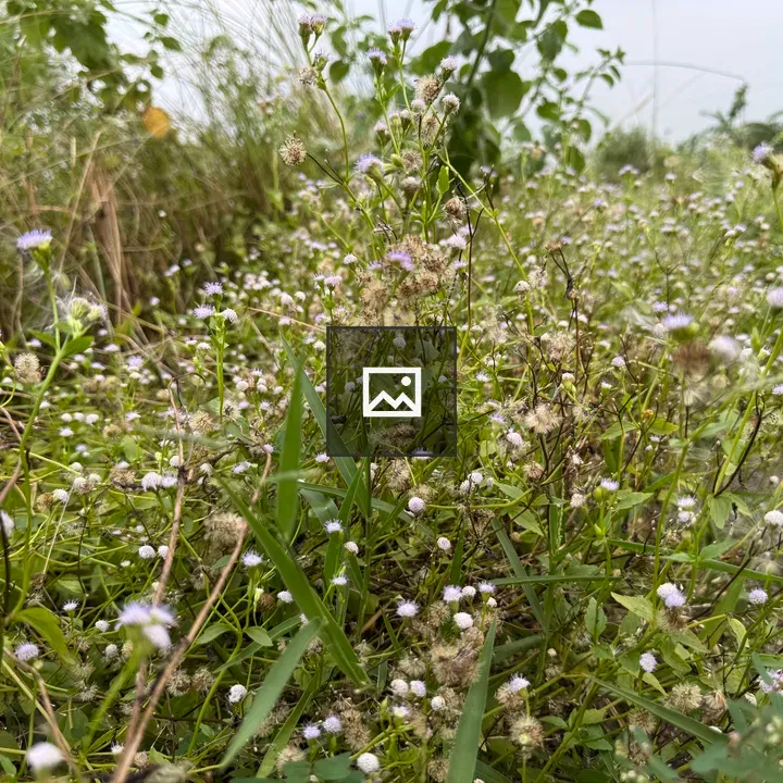 Field of white wildflowers