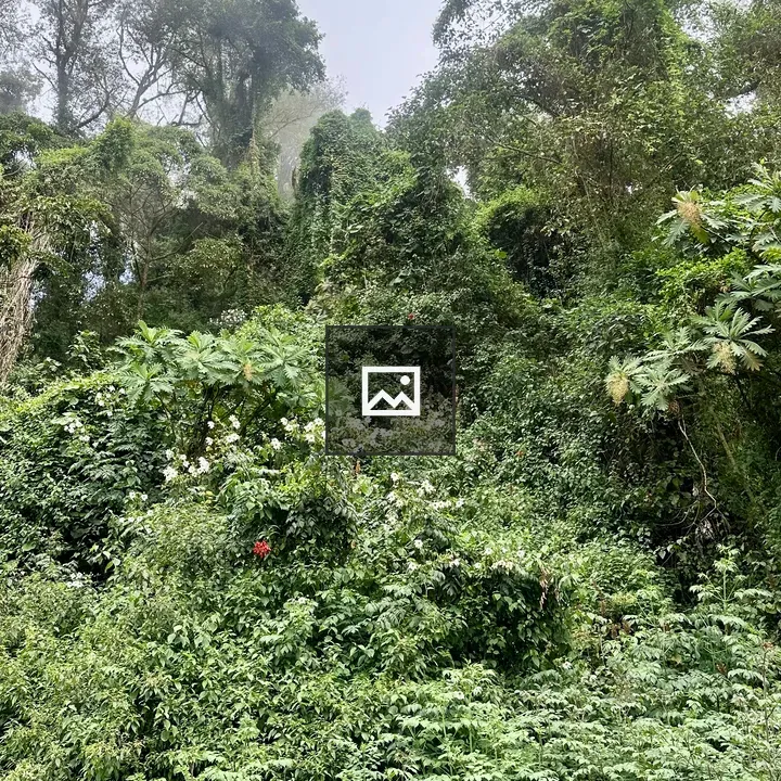 Vibrant green mountain scenery