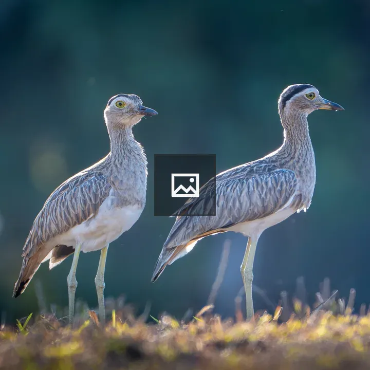 Two Birds on Grass