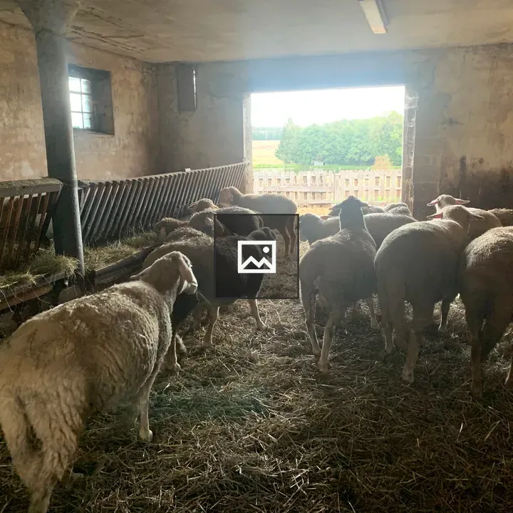 Sheep in a Farm Setting