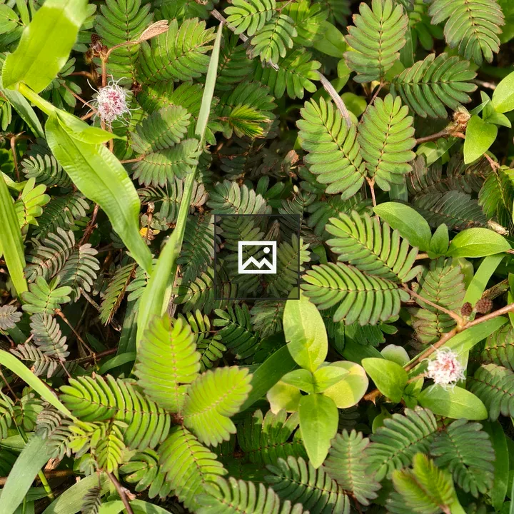 Mimosa pudica Plant Close-Up