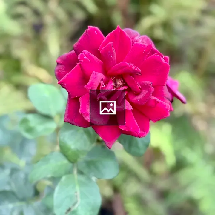 Dark pink rose in bloom