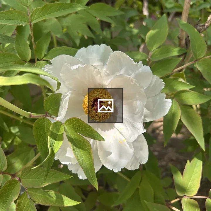 White Peony Close-up