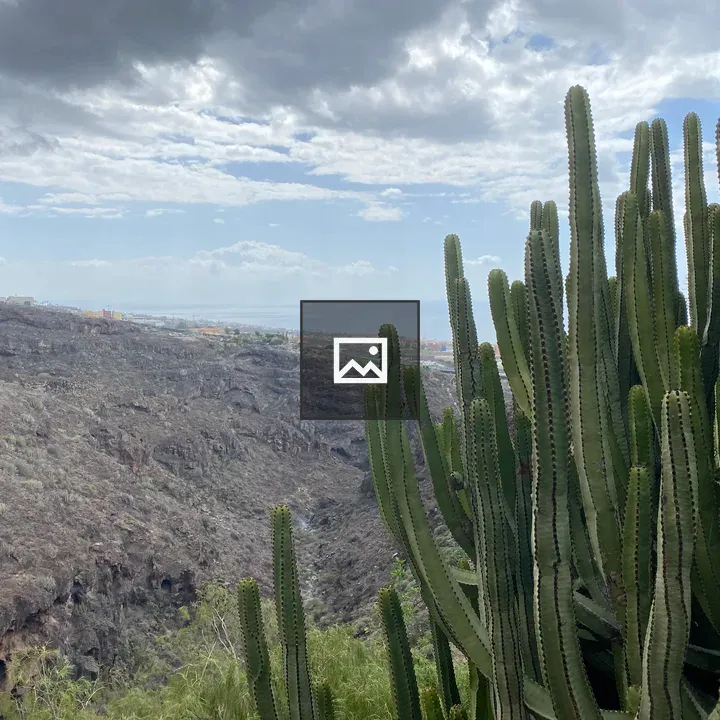 Cacti in Landscape