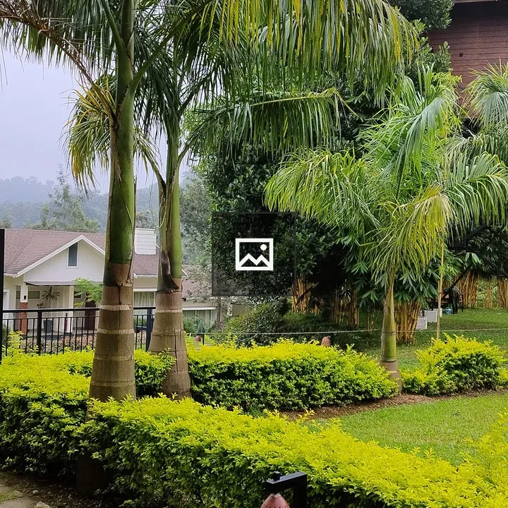 Morning view with green leaves