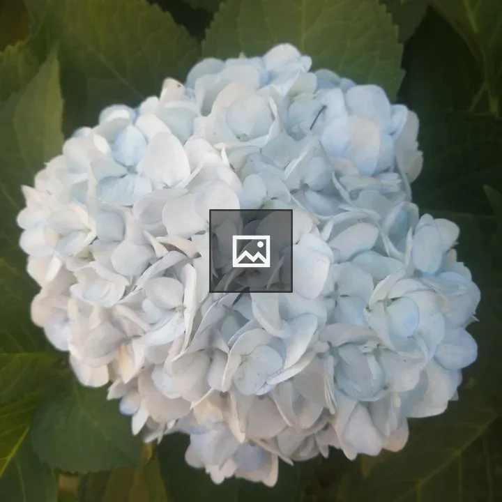 Close-up Hydrangea Cluster