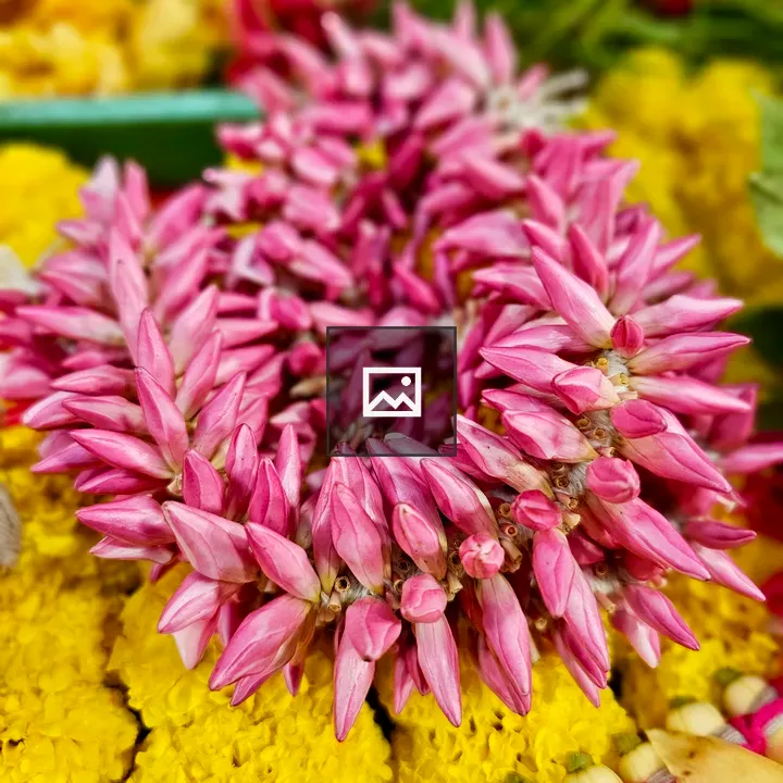 Pink and Yellow Flowers Close-Up