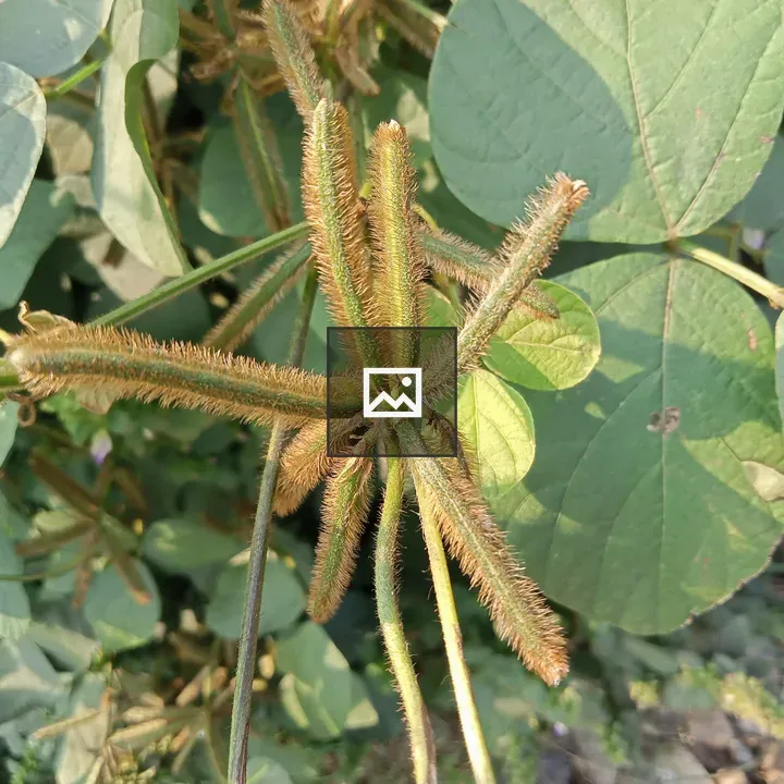 Close-up of green plant with fuzzy stems