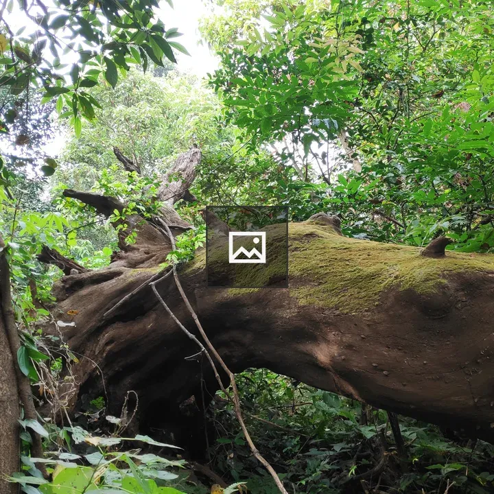 Bark in Forest