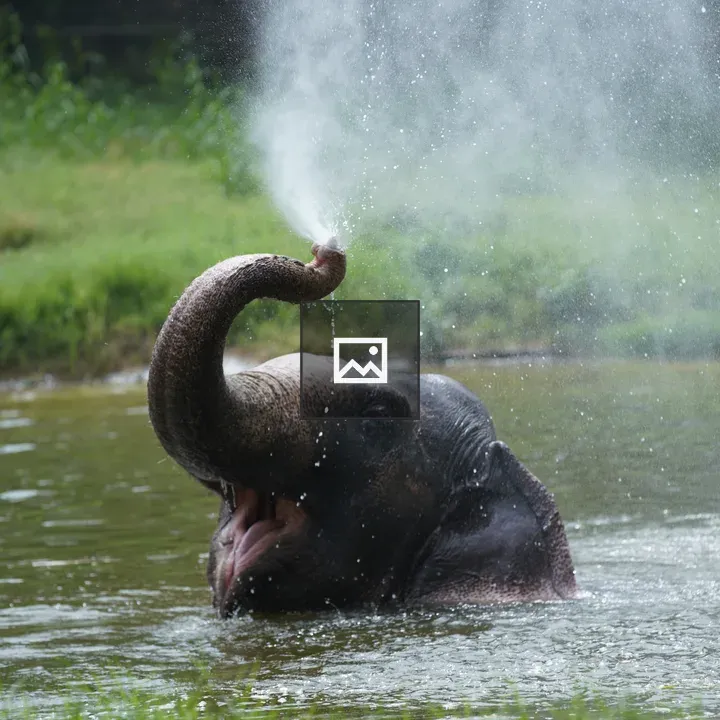 Happy baby elephant in pond