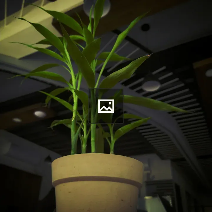 Lucky Plant in Pot